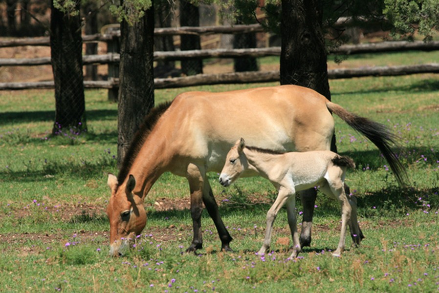 Tháng 1. Ngựa con của giống ngựa hoang Przewalski chào đời vào ngày 29/1/2013. Sau khi bị liệt kê như loài đã tuyệt chủng trong tự nhiên, giống ngựa hoang Przewalski đã được đưa trở lại tự nhiên để thiết lập lại dân số.